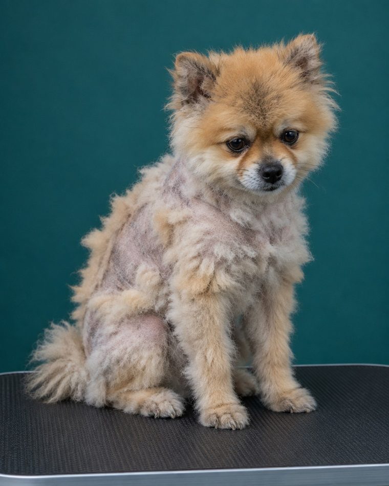 Pomerania con el manto arruinado tras raparlo