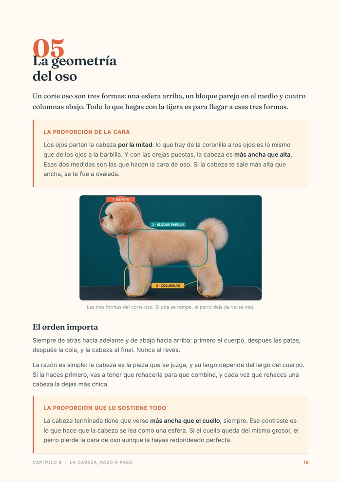 Las tres formas del corte oso